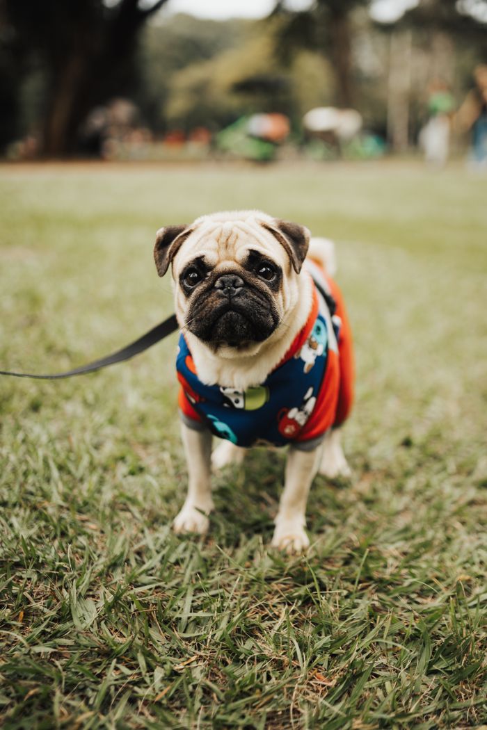 Cute pug in colorful clothing enjoying a walk on grass in a sunny park.