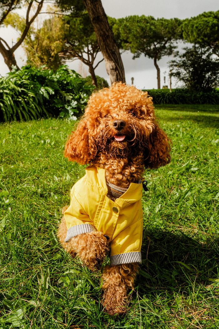 Adorable curly-haired poodle in a yellow coat playing on grass in a sunny park.