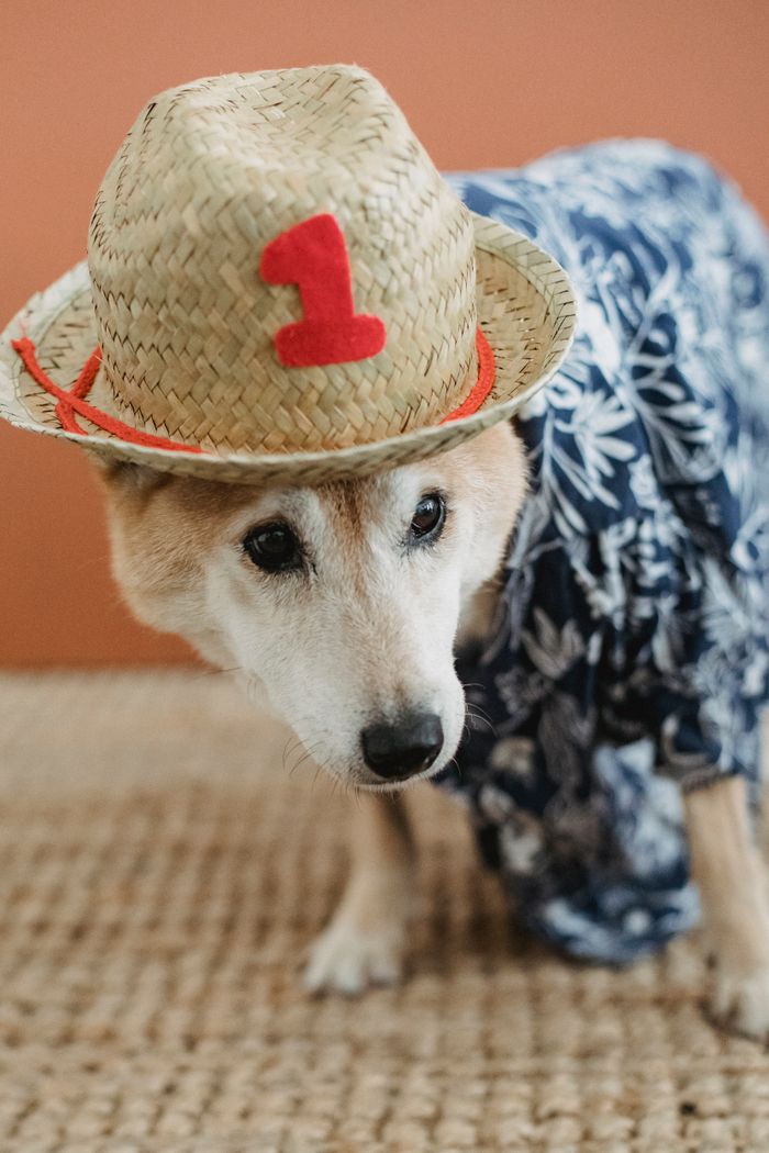 Puppy in straw hat and apparel standing on soft carpet at cozy home