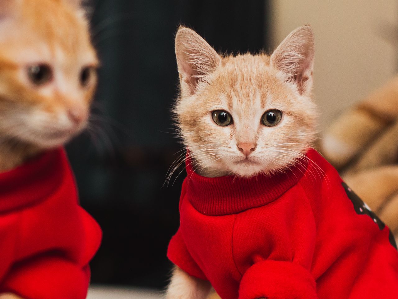 Adorable ginger kitten in a stylish red sweater, perfectly capturing cozy indoor vibes.